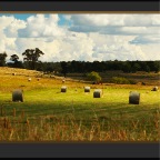 Collecting Hay - Bergen Op Zoom