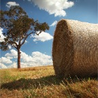 Hay Roll - Bergen Op Zoom